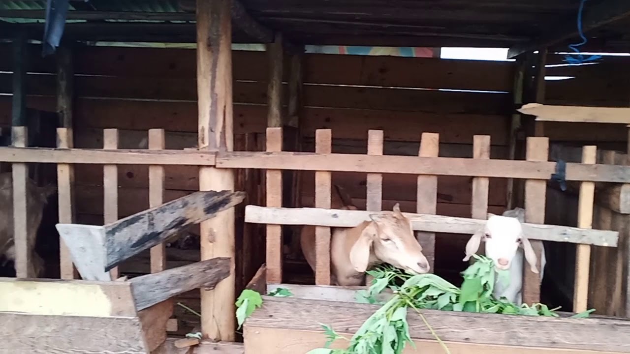 ternak Kambing etawa 