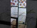 Finches and Budgies Colony Upgrade #birds #birdsavairy #alizaibaviary