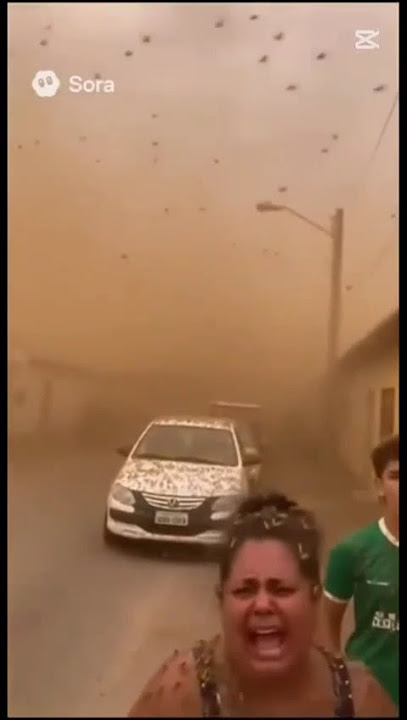 #bala Katak & Belalang