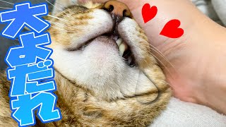 大好きな飼い主に撫でられてよだれを垂れ流す猫 Youtube