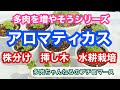 【多肉植物】多肉を増やそう❣️アロマティカス