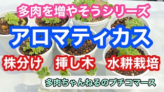 【多肉植物】多肉を増やそう❣️アロマティカス