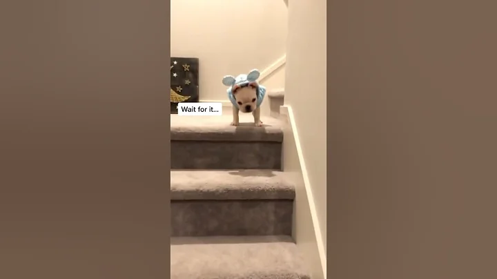 Each dog has a different way of getting down the stairs