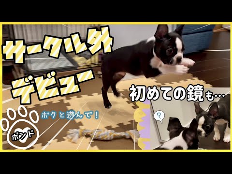 【ボストンテリア子犬】ペットサークル外デビュー・初めての鏡も