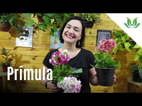 Vídeo: Flores de prímula: foto, descrição, plantio e cuidados com a casa