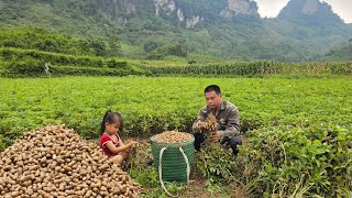 Harvesting peanuts, preserving peanuts by drying.