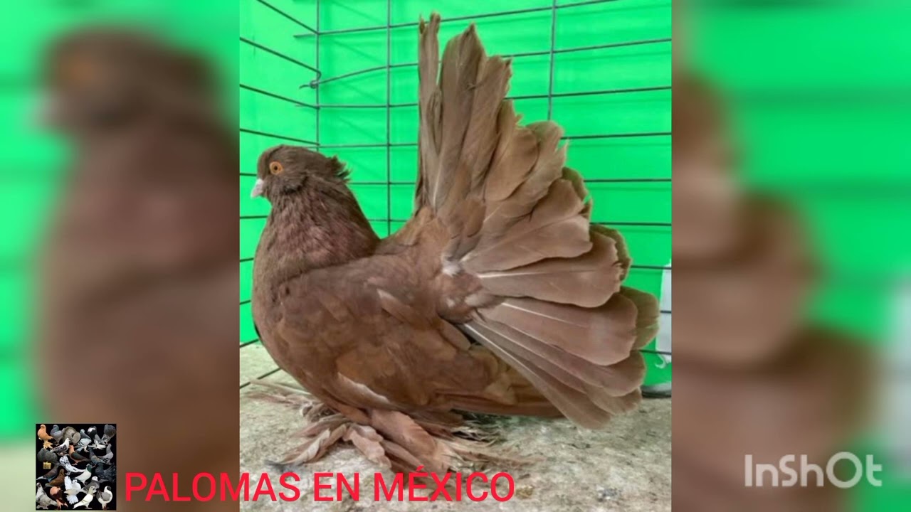 BREVE HISTORIA Y ESTÁNDAR DEL COLIPAVO INDIO, POR PALOMAS EN MÉXICO