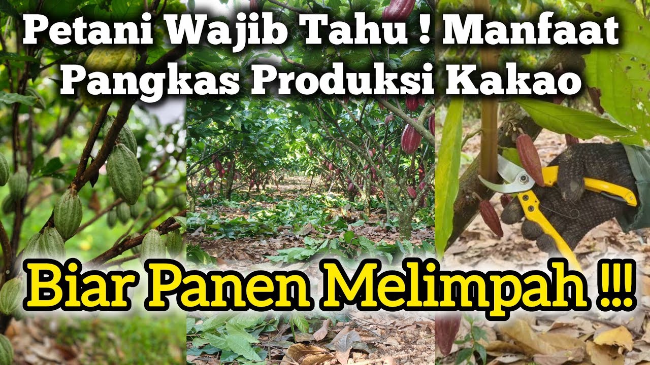Manfaat  Pangkas Produksi Kakao - Pemangkasan Kakao 