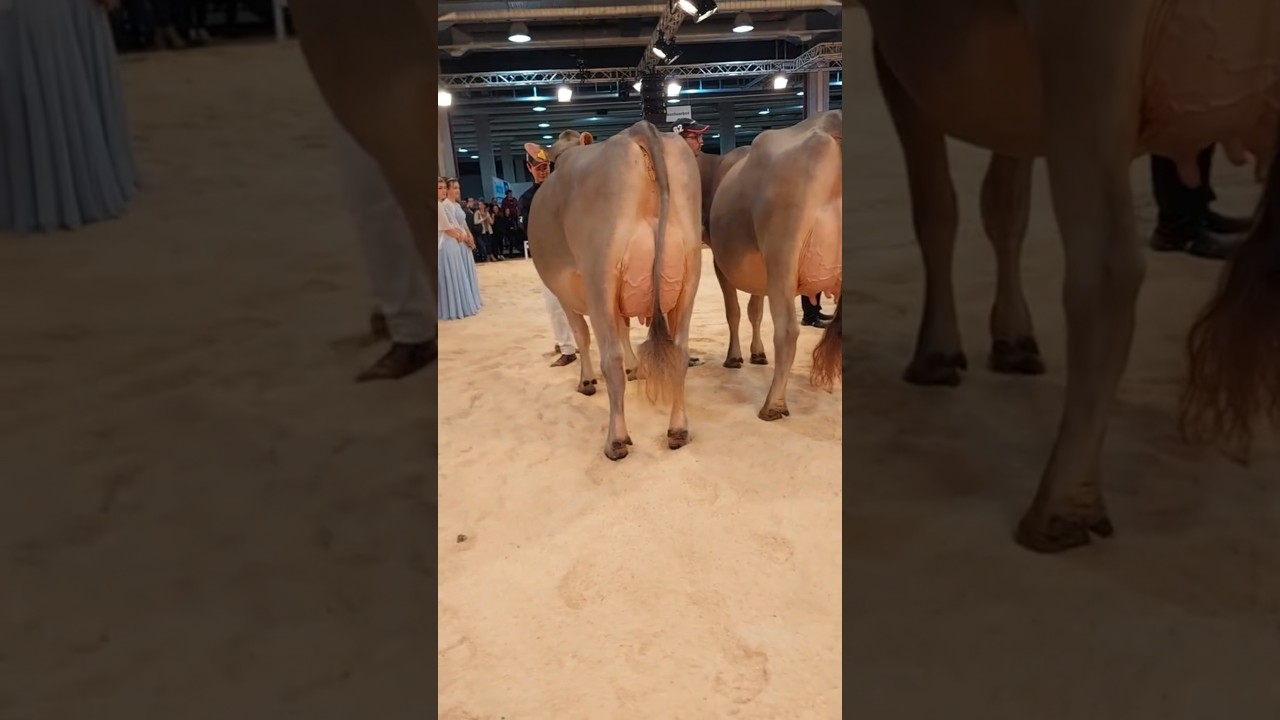 EL GANDO BROWNVIEW , DE LOS MEJORES GANADOS LECHEROS DEL MUNDO🐄💰