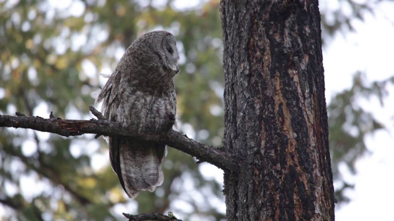 Great Gray Owl calling with its fledgling
