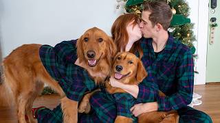 My Dogs Have a Christmas Photoshoot!