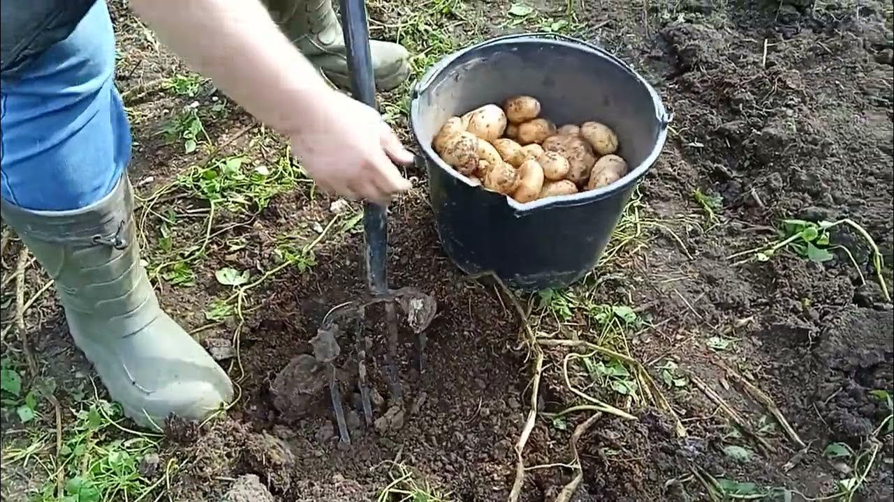 Картофель в огороде. Когда копать картошку в августе 2024. Когда копать картошку в августе 2024. Когда копать картошку. Когда копать картошку в августе 2024.