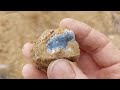 Rockhounding Oregon: Blue Agate, Petrified Wood Logs and Giant Wild Turkey Flock
