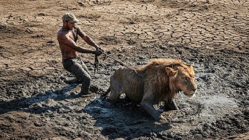 Man Saves Lion Stuck in Swamp, But What the Lion Did Next Was Shocking