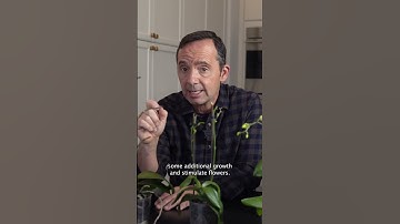 Thumbnail of HOW TO MAKE AN ORCHID REBLOOM? 🌸 FRANKIE FLOWERS