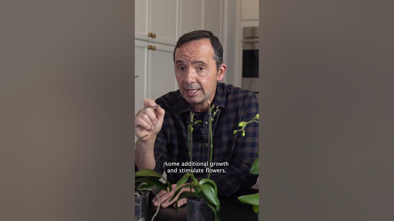 HOW TO MAKE AN ORCHID REBLOOM? 🌸 FRANKIE FLOWERS