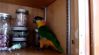 Happy Caique playing