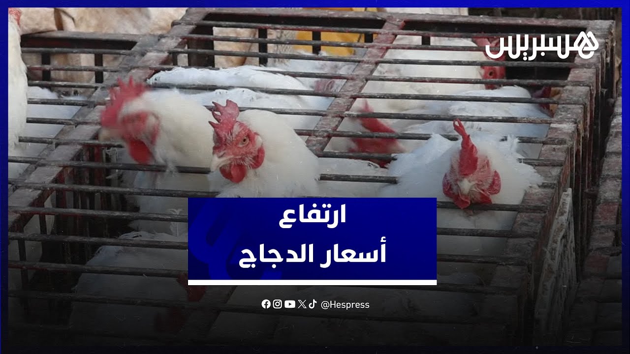 ارتفاع أسعار الدجاج.. تجار يرجعون الغلاء لموجة البرد وسعر الفلوس ومستهلكون يواجهون الغلاء بالاستغناء
