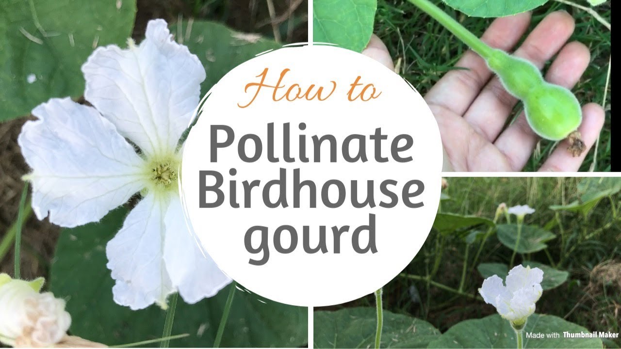 How To Hand Pollinate Birdhouse Gourd Gardening YouTube