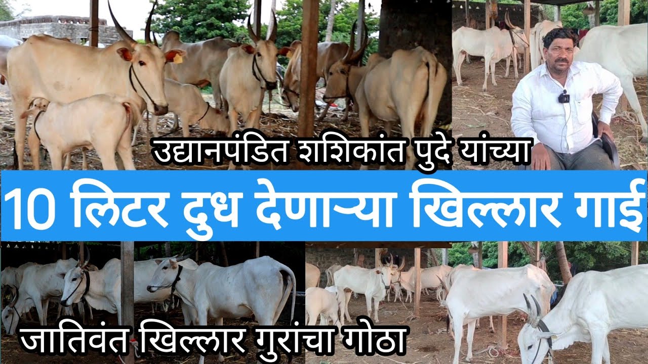 शशिकांत पुदे यांच्या 10 लिटर दुध देणाऱ्या जातिवंत खिल्लार गाई,वासरे व वळूबैलांची दावन / Khillar Bull