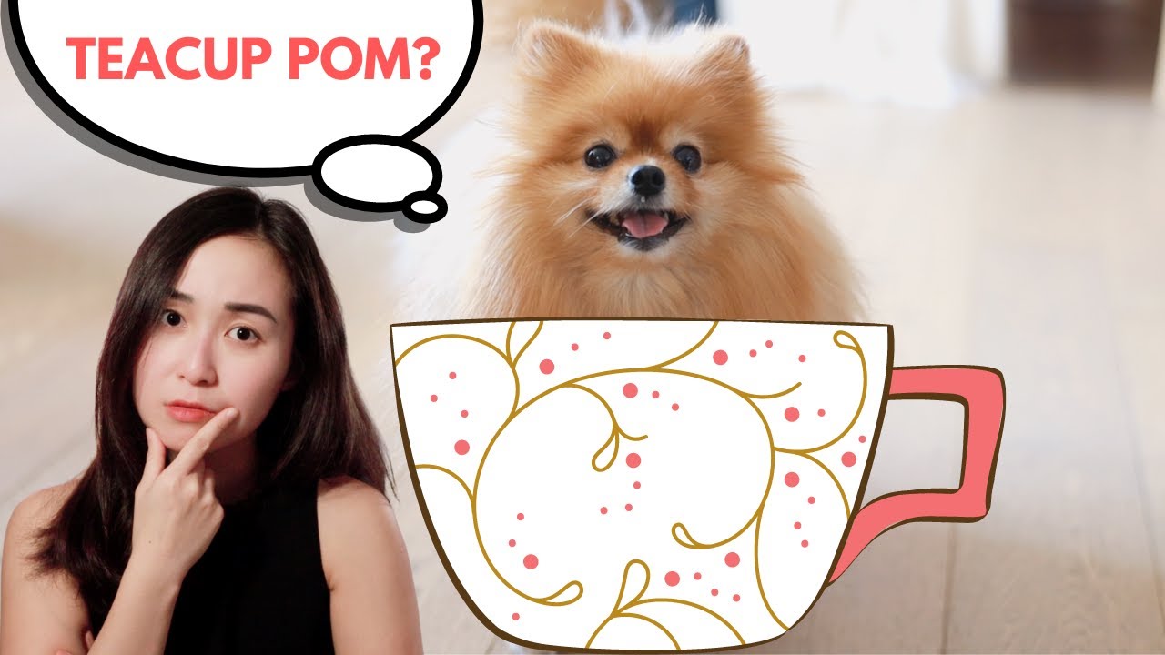 Don't Get a Teacup Pomeranian Before Watching This Video! - YouTube