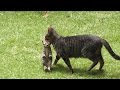 白しま子猫をくわえて引っ越す母猫とはぐれそうな黒しま子猫 Mother cat carrying kittens