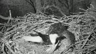 Decorah North Eagles Cam 01-30-2018 15 35 25 - 16 35 25