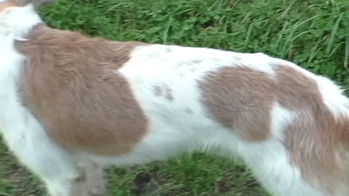 jolene the machine coursing