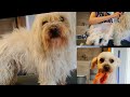 Maltese Transformation - Grooming Matted Dog