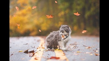 How To Edit Falling Leaves On A Photo