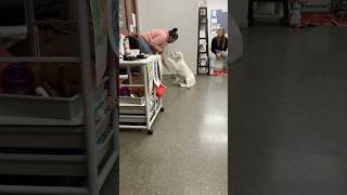 Casper showing off his tricks on Puppy School Graduation day