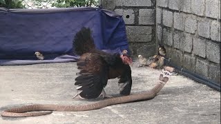 Mother Chicken protects the Chicks from King Cobra !!! Courageous Chicken