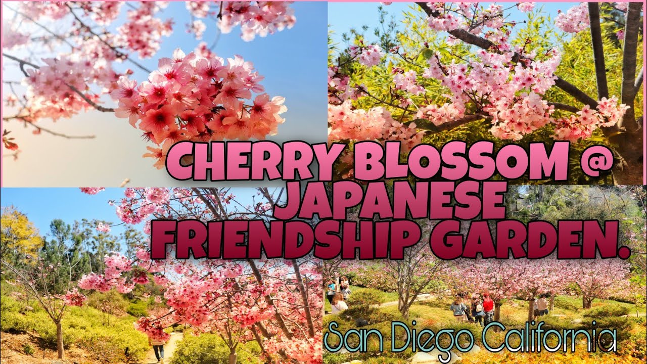 CHERRY BLOSSOM AT JAPANESE GARDEN SAN DIEGO CA. cherryblossom 