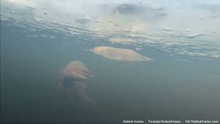 Under the ice view while catching cut-throat trout.