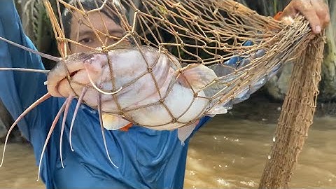 Bắt Con Cá Ngát Sông Sâu Đem Về nấu Lẩu Bần Chua Đậm Đà | Cù Lao Dung Vlogs #270