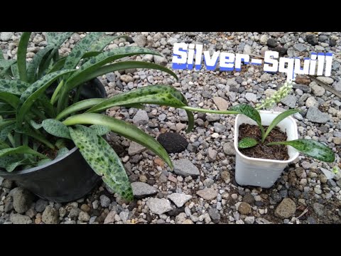 How to Propagate Silver Squill