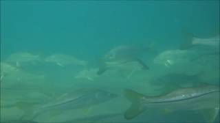 Juno Pier Snook Cam ! 2016 Palm Beach