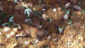 Metal Detecting with Minelab E-TRAC #2 Silver finds from the woods Part 2