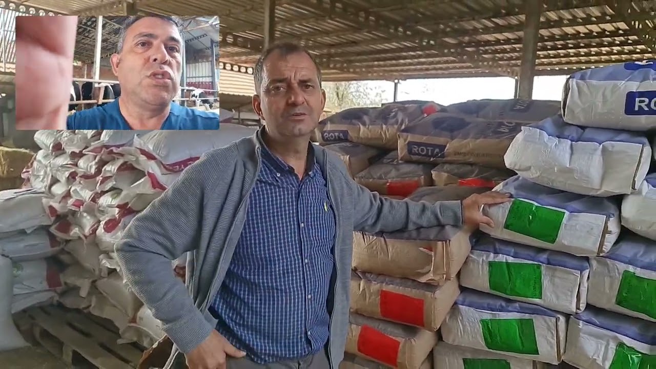 Holstein gebe duve ,Hayvan besleme ,Konsantre yem.Nejdet Dik.