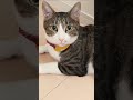 小さい返事が可愛すぎる　#shorts　#猫 　#cat
