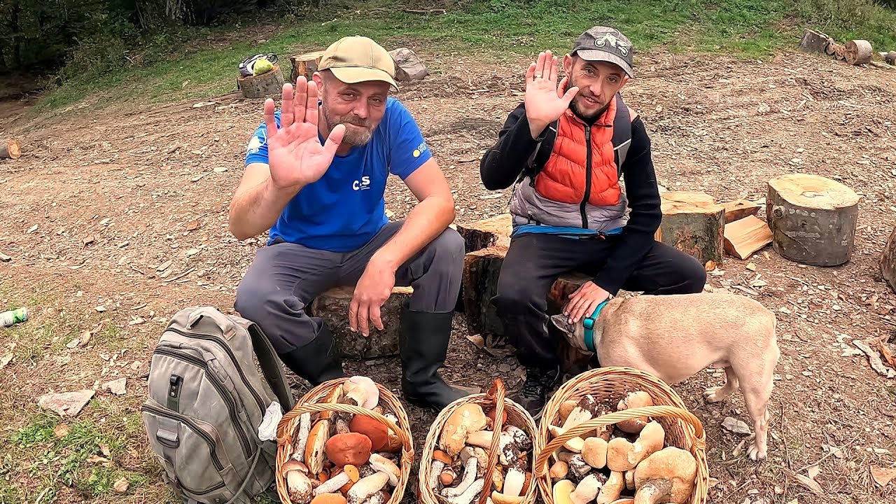 МОГУТНЯ ГРИБНА ХВИЛЯ!..Закарпаття засипало ГРИБАМИ! Тільки лінивий НЕ збирає ГРИБИ!