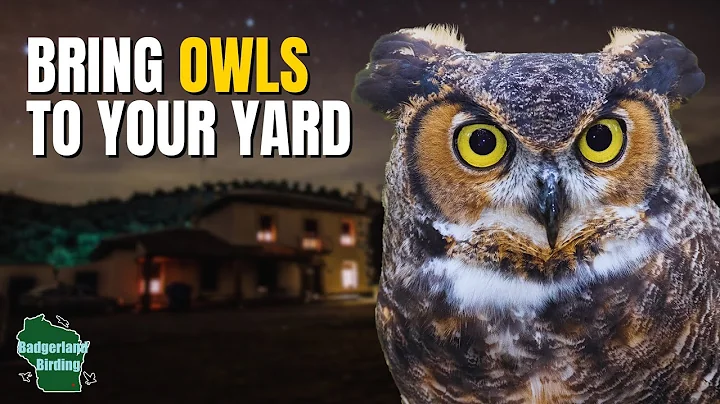 5 Tips for Attracting Owls to Your Backyard