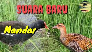 Suara pikat burung terbaru di jamin 100% Josss MANTAP SINTAR & MANDAR