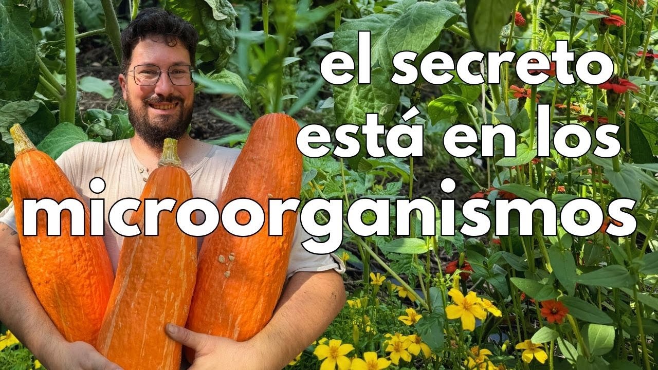 El secreto para obtener una buena cosecha (sin fertilizantes)🌽