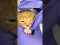 Neonatal Kitten Care | Around the Clock Feeding #neonatal #kitten #rescue #bottlebabies