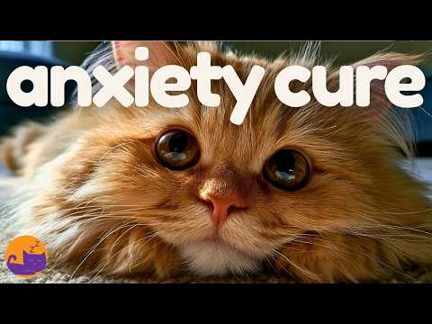 Leaving Your Cat Home Alone? 🐾 Play This Relaxing Music for Cats