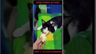 Funny Pets Compilation In Tiktok - Dogs & Cats - Try Not To Laugh #Shorts
