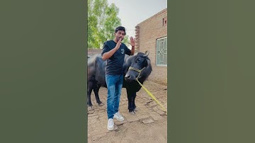 Hamari bhens k features😅😅#shorts #reels #bestof #phuki #atifmahmood #funnycontent