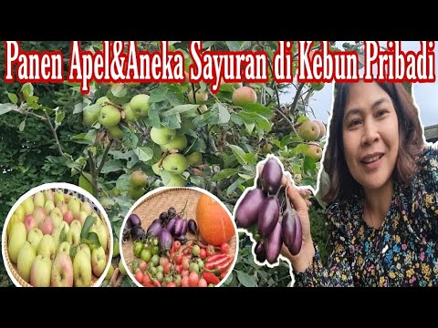 Video: Perkara Penting Di Kebun Dan Kebun Sayur Pada Musim Gugur