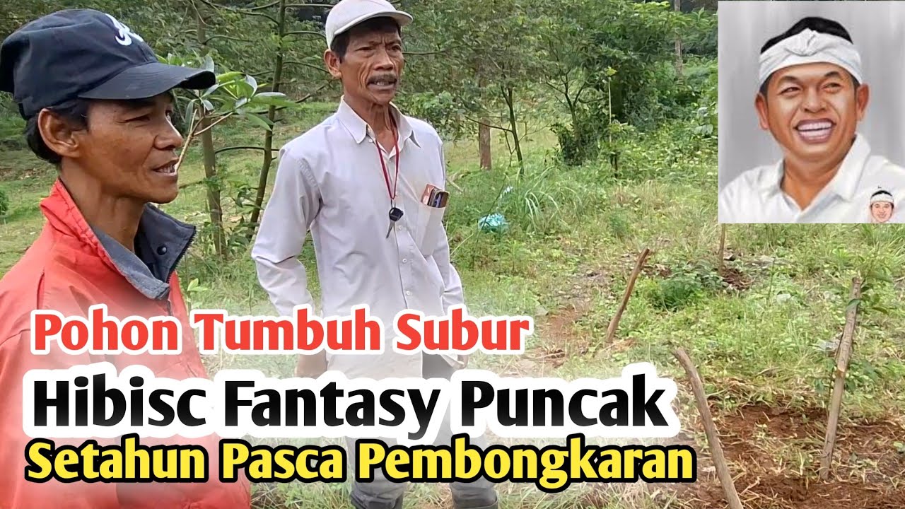 Update Revitalisasi Hibisc Fantasy Puncak - Setahun Pasca Pembongkaran - Pohon Tumbuh Subur